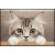 Nosy Cat 050x075 cm szennyfogó lábtörlő